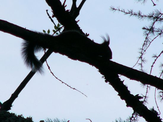 Incontri nel bosco: scoiattolo